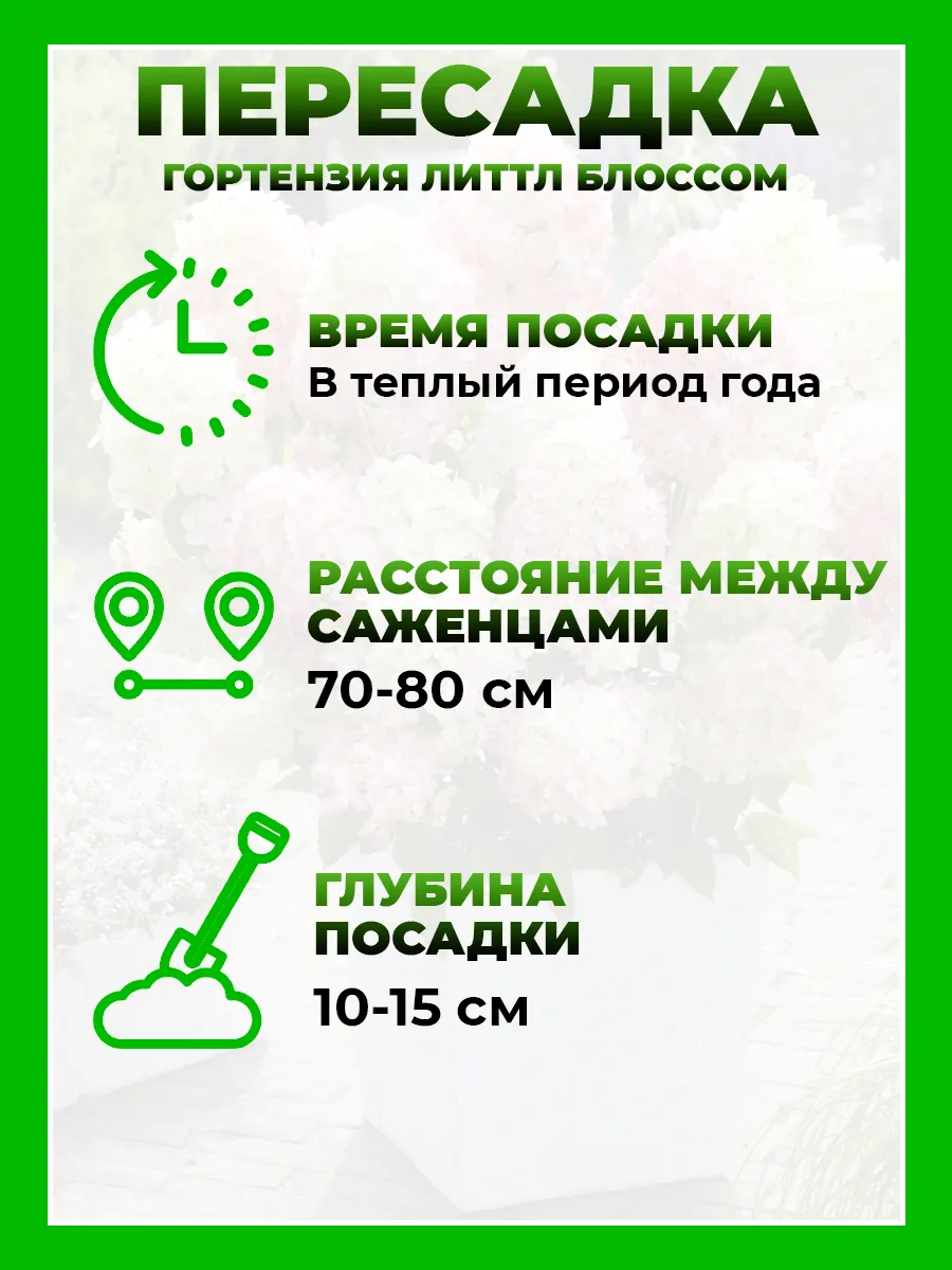 Гортензия метельчатая Литтл Блоссом
