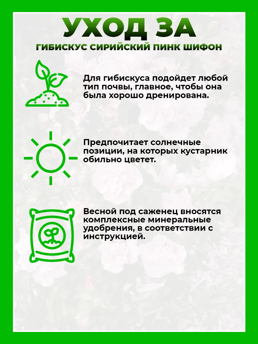 Гибискус сирийский Пинк Шифон