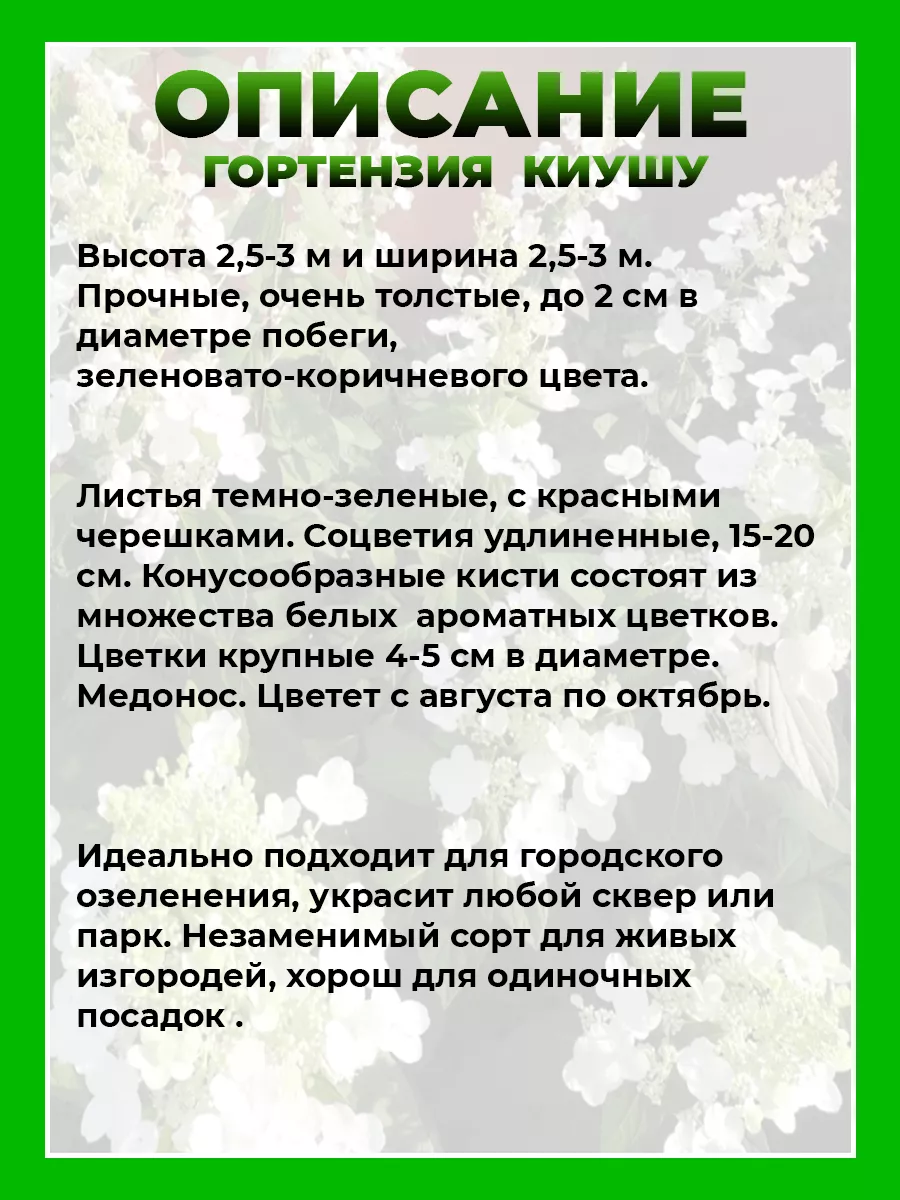 Гортензия метельчатая Киушу