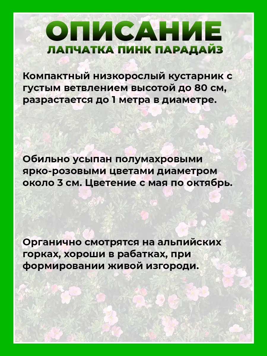 Лапчатка кустарниковая Пинк Парадайз