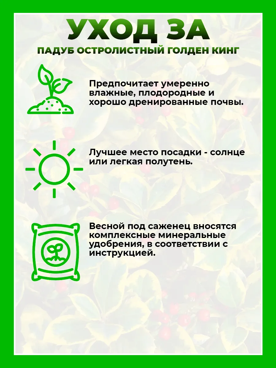 Падуб остролистный Голден Кинг