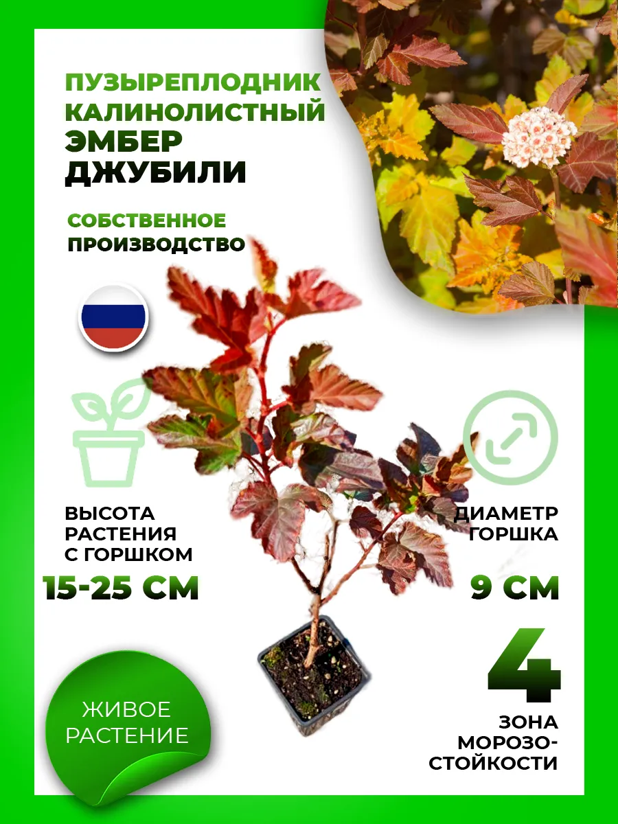 Пузыреплодник калинолистный Эмбер Джубили