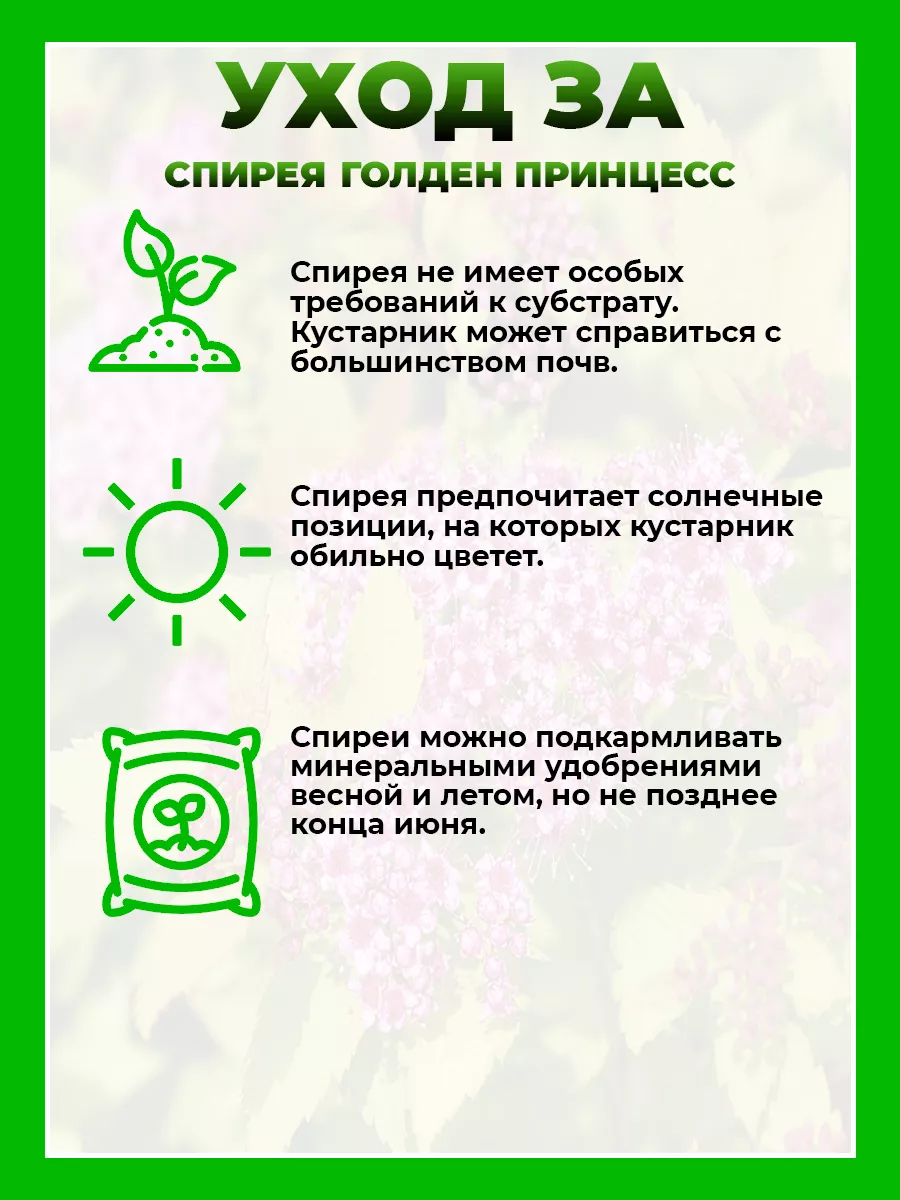 Спирея японская Голден Принцесс