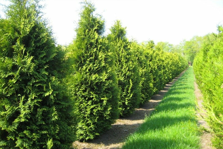 Туя западная Брабант (Thuja occidentalis Brabant) Р9 аг рекомендуем ...