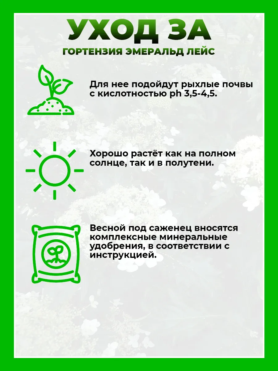 Гортензия древовидная Эмеральд Лейс