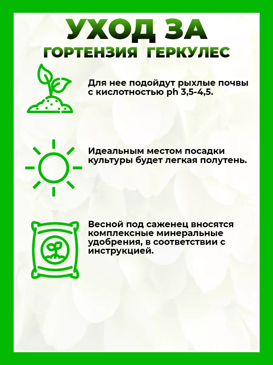 Гортензия метельчатая Геркулес