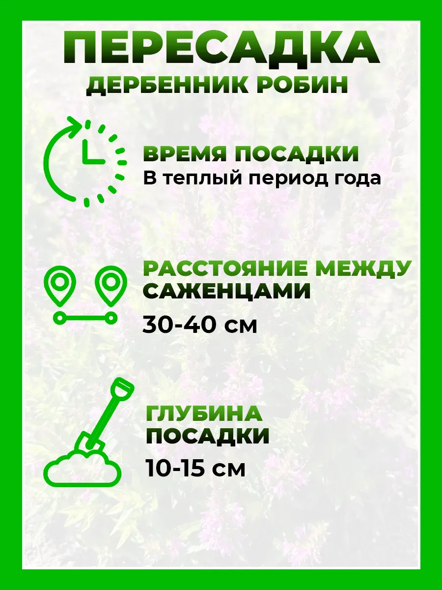 Дербенник иволистный Робин