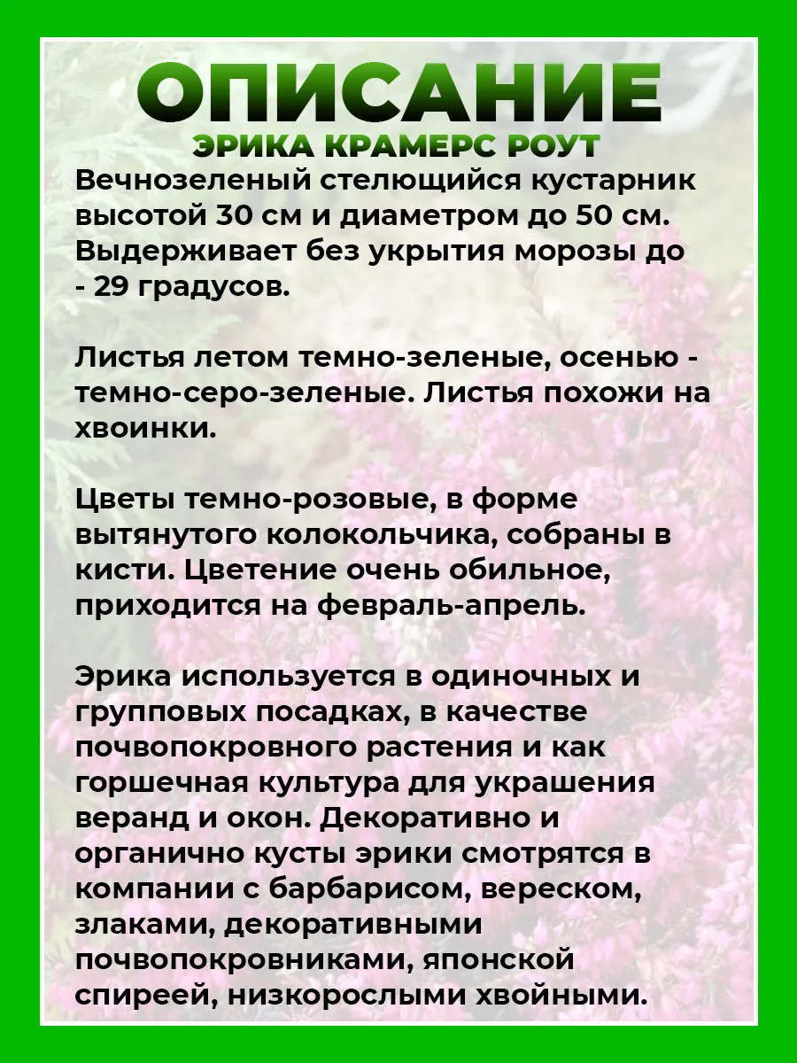 Эрика дарлейенская Крамерс Роут