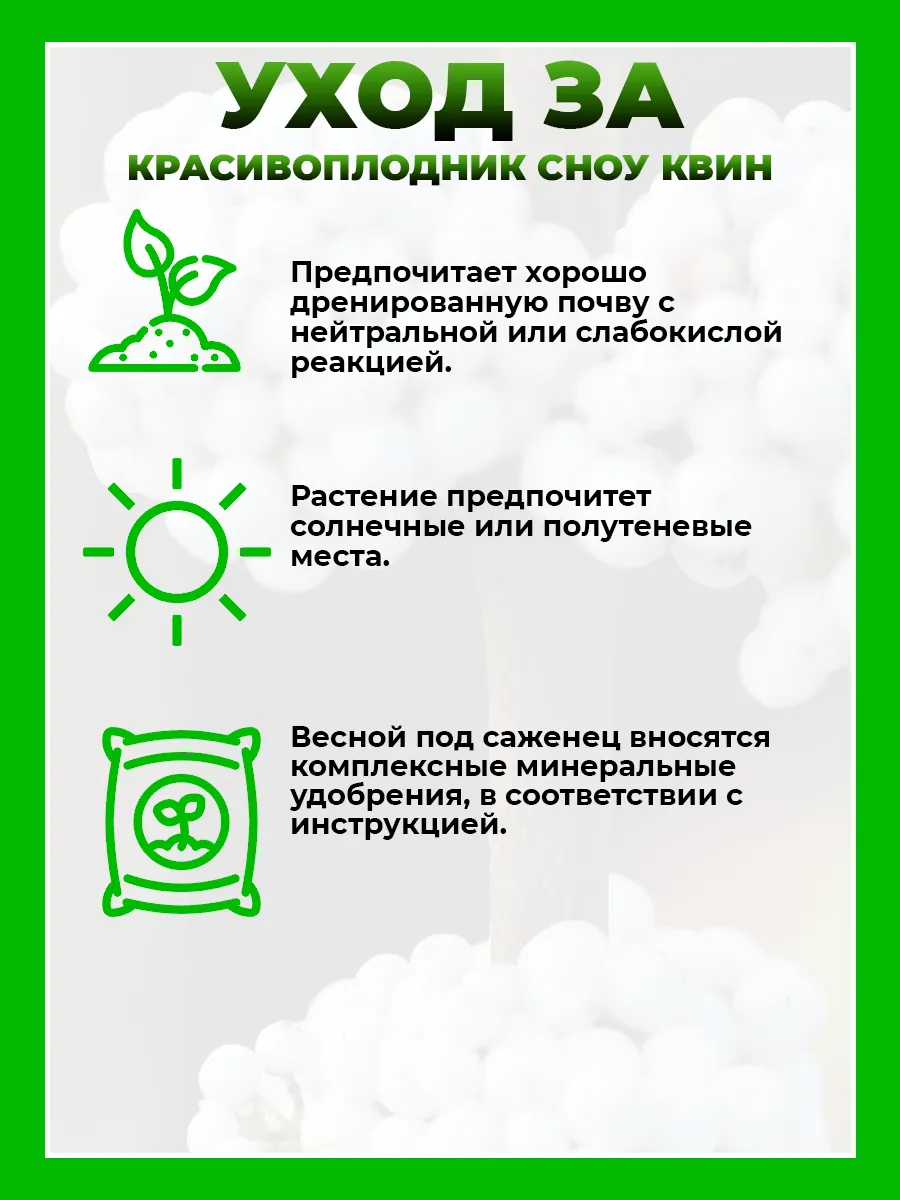 Красивоплодник Бодиньера Сноу Квин