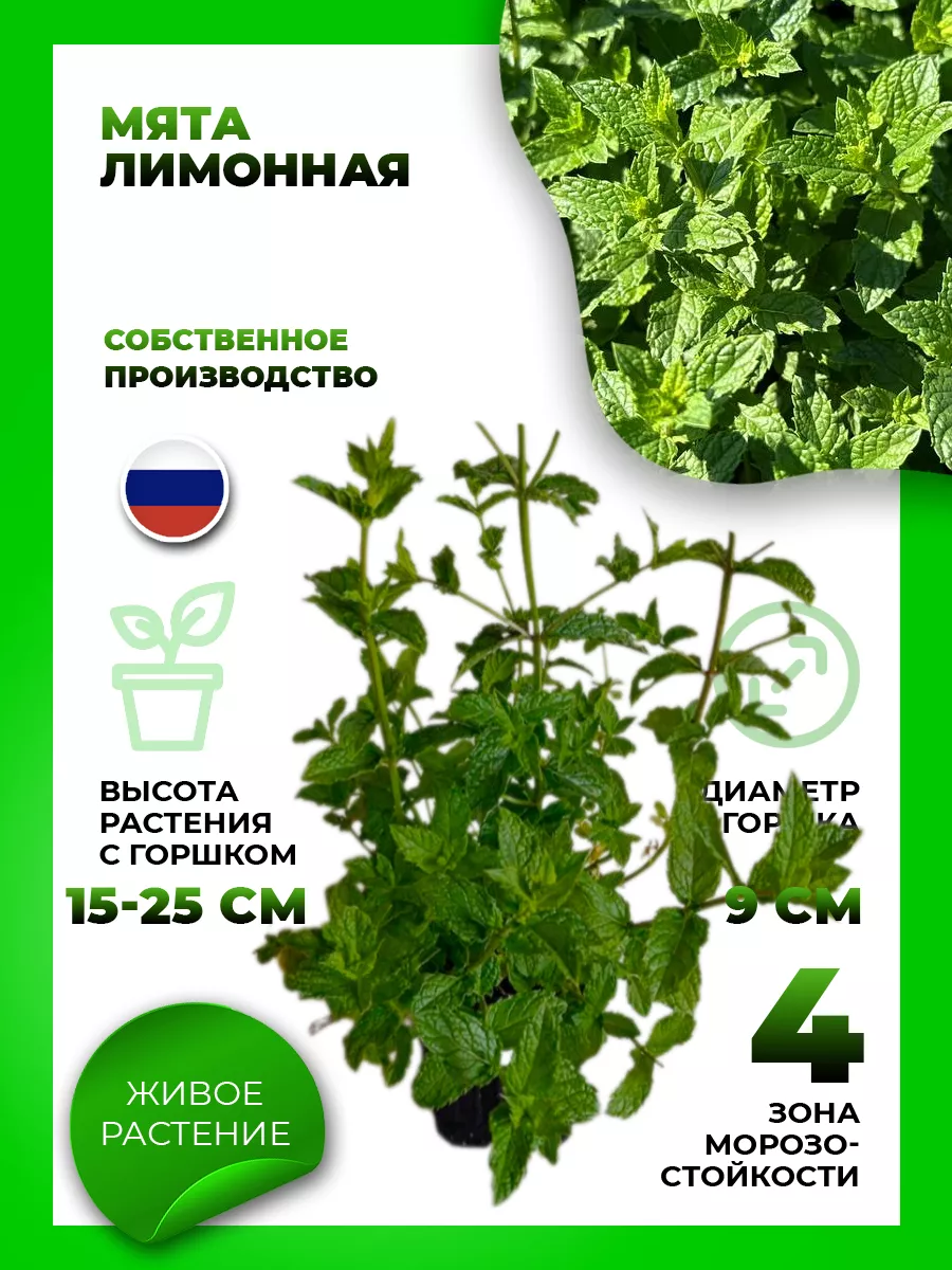 Мята Лимонная