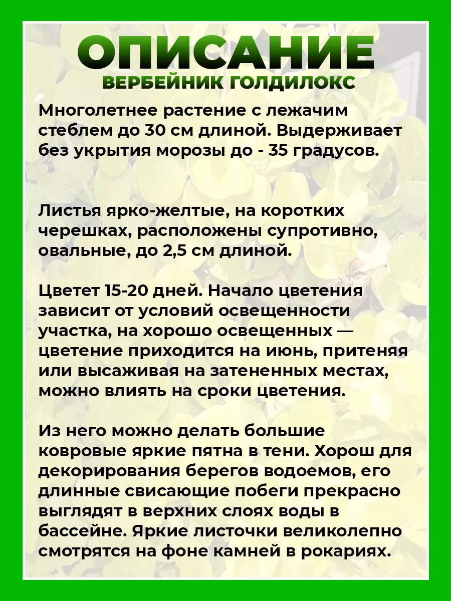 Вербейник монетчатый Голдилокс