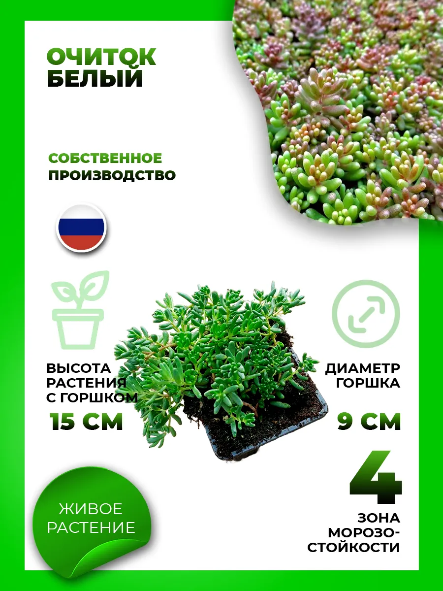 Очиток (Седум) белый