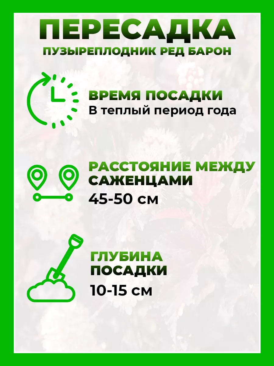 Пузыреплодник калинолистный Ред Барон