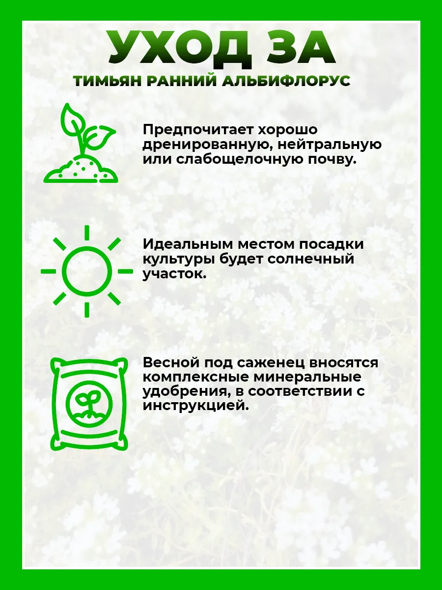 Тимьян ранний Альбифлорус