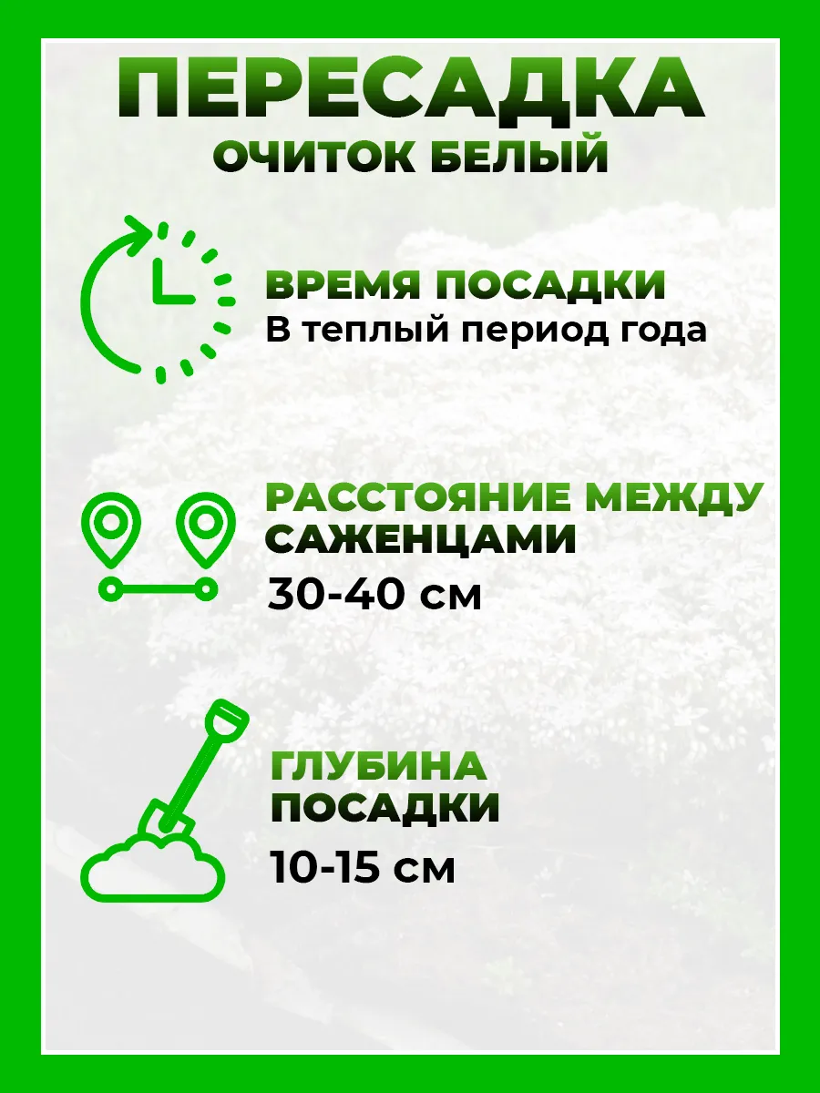 Очиток (Седум) белый