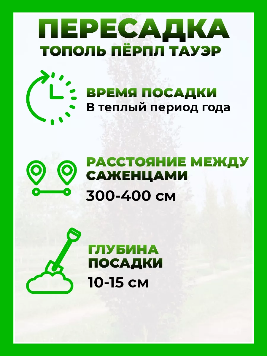 Тополь дельтовидный Перпл Тауэр