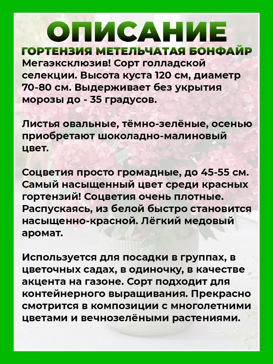 Гортензия метельчатая Бонфайр