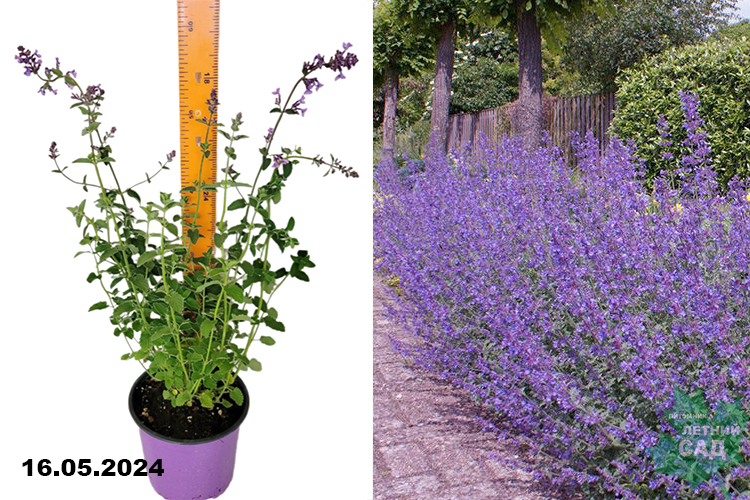 Котовник Фассена Уолкерс Лоу (Nepeta faassenii Walkers Low) С2 ...