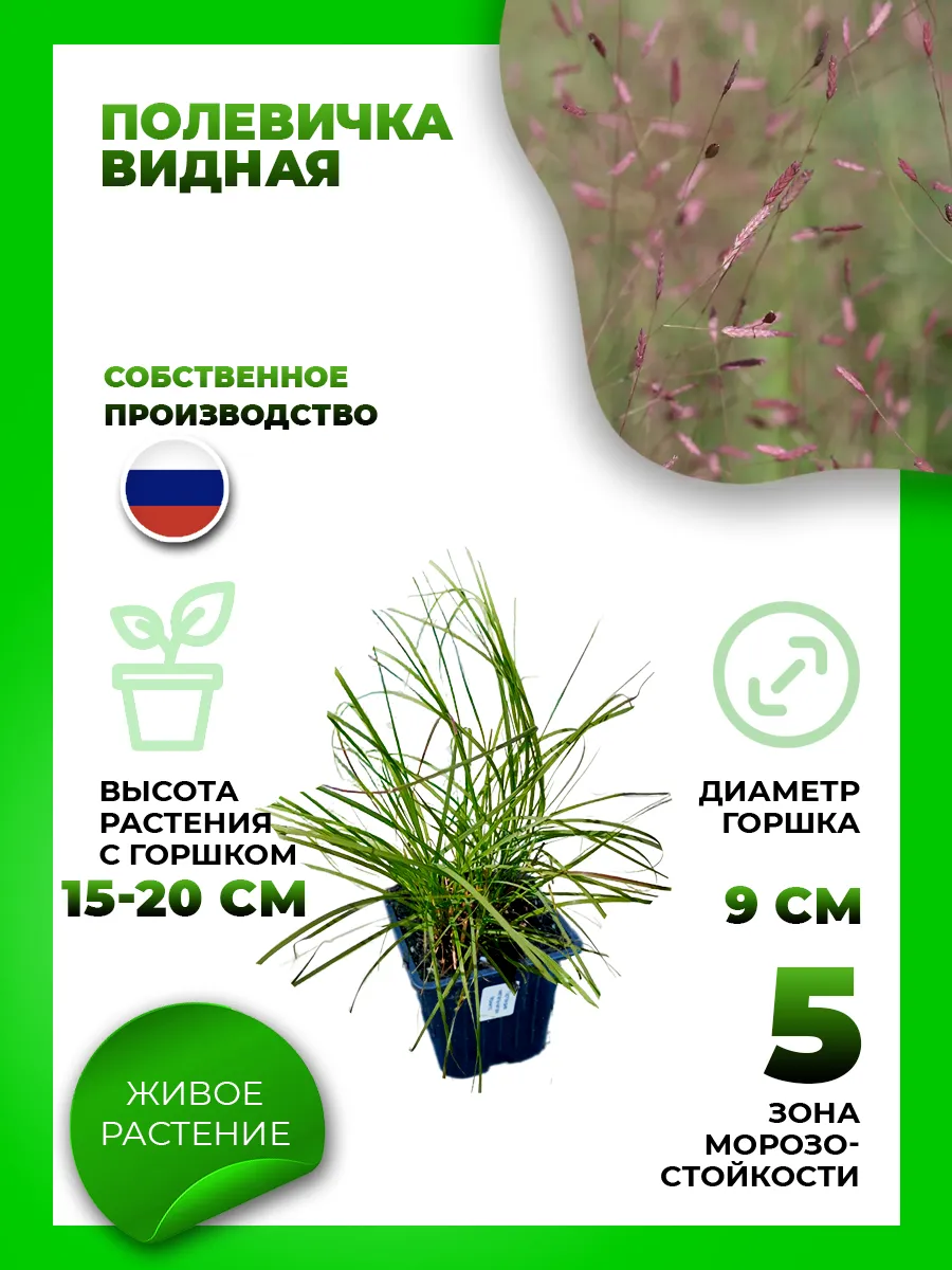 Полевичка видная