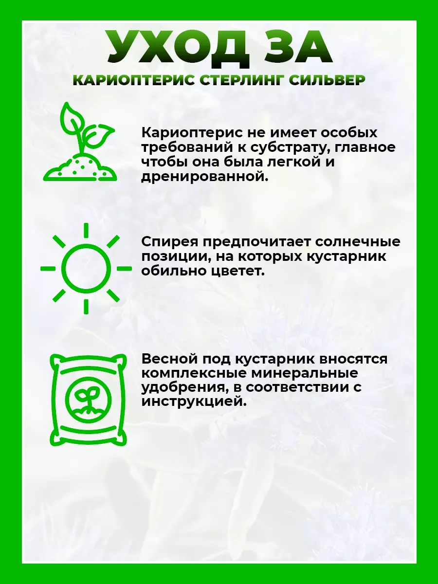 Кариоптерис кландоненский Стерлинг Сильвер