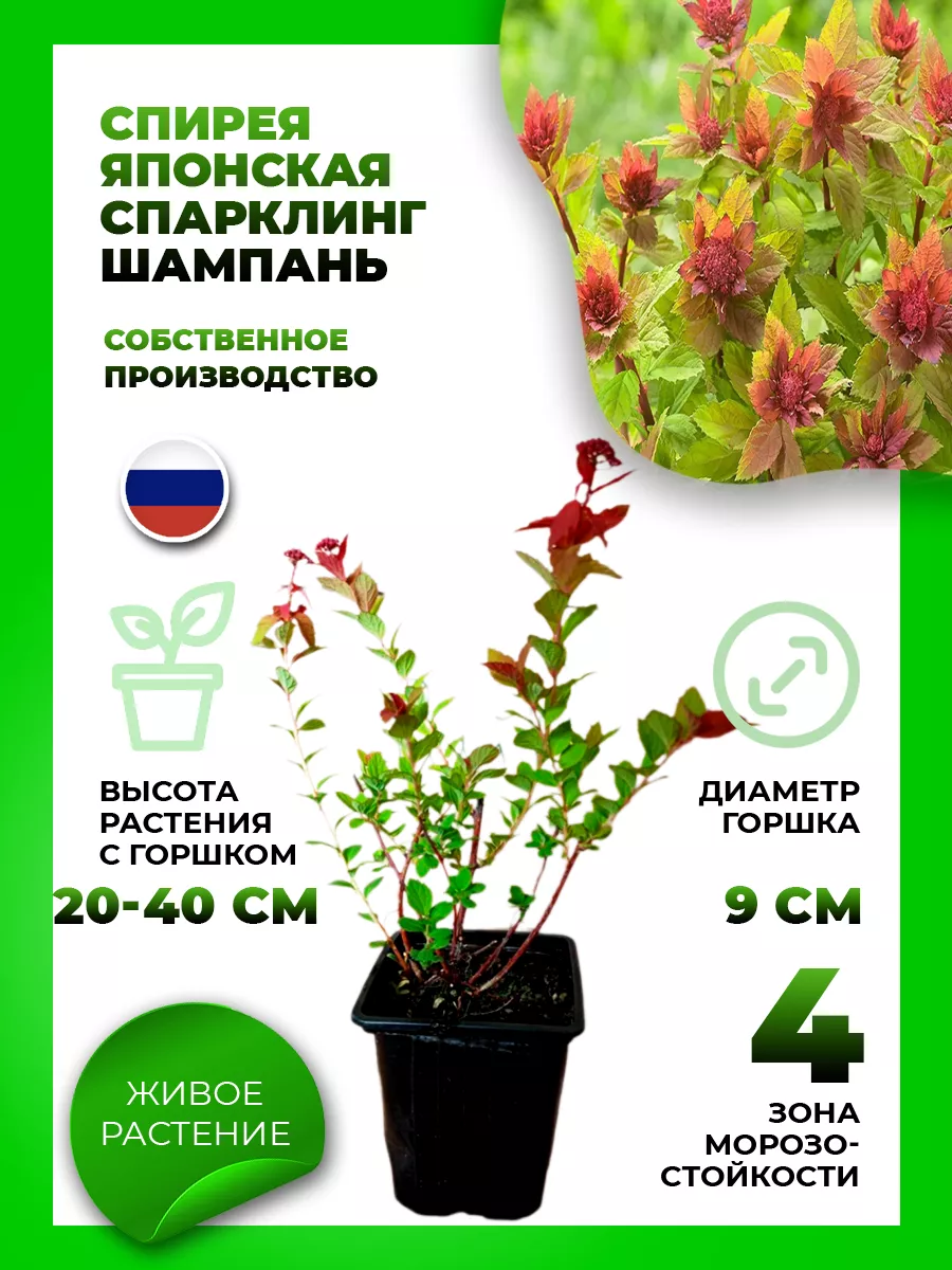 Спирея японская Спарклинг Шампань