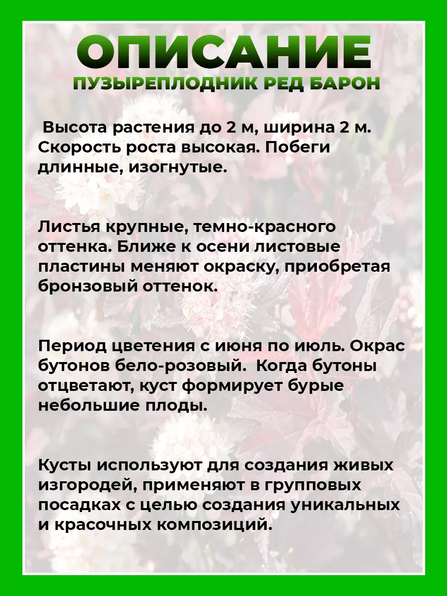 Пузыреплодник калинолистный Ред Барон