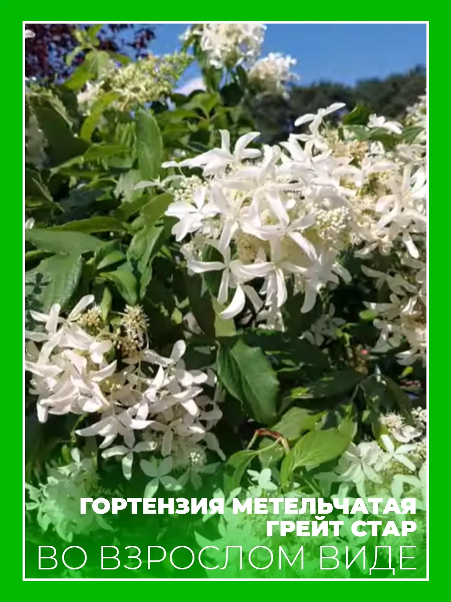 Гортензия метельчатая Грейт Стар