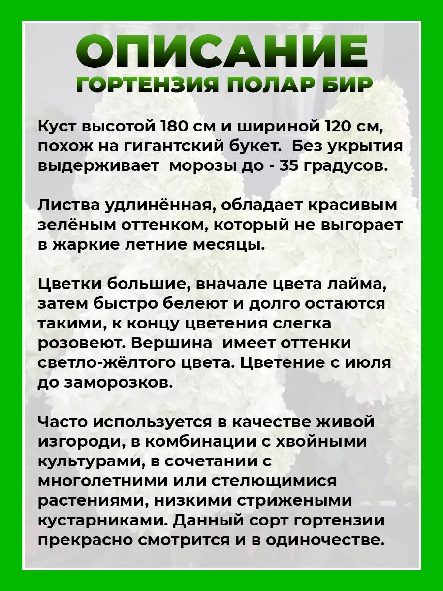 Гортензия метельчатая Полар Бир