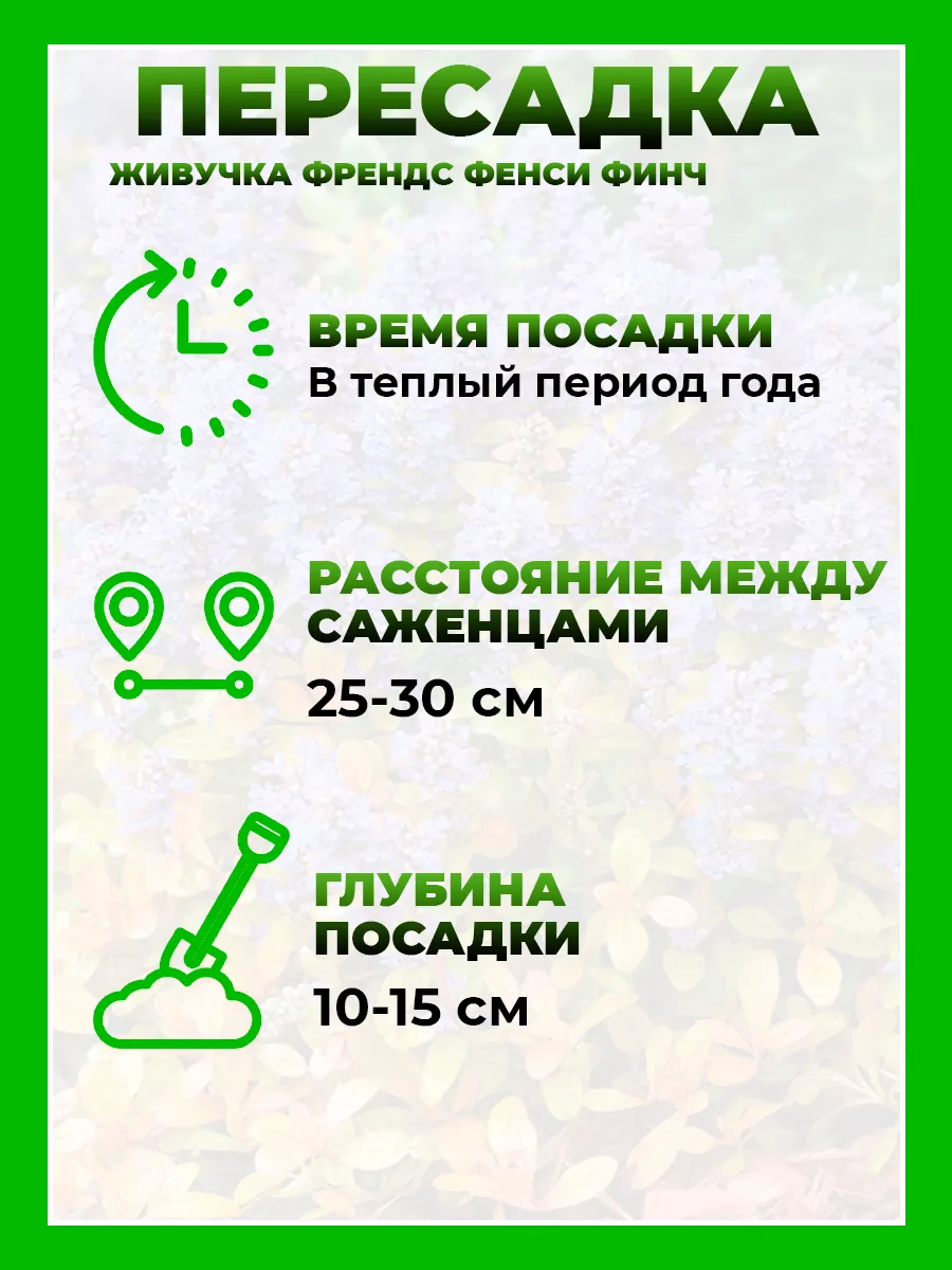 Живучка ползучая Фезеред Френдс Фенси Финч