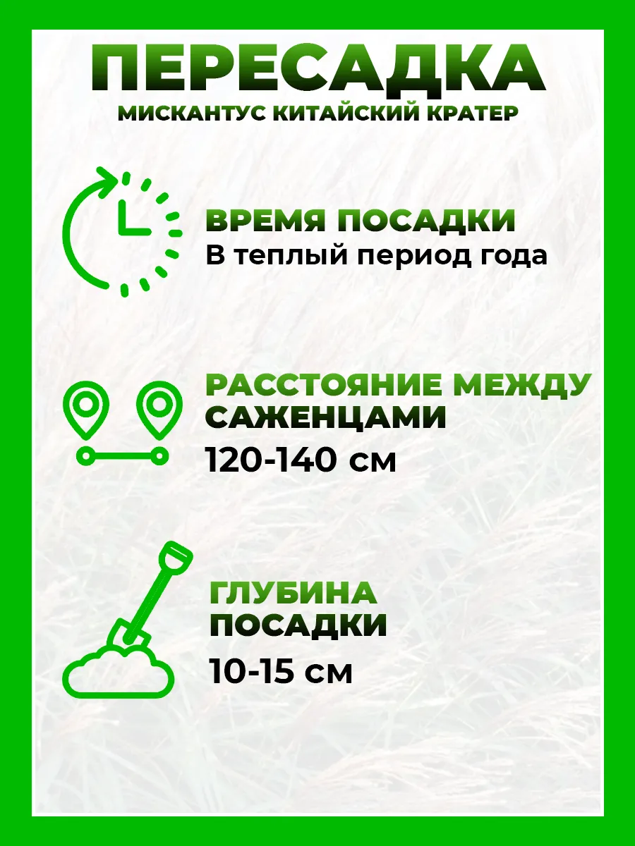 Мискантус китайский Кратер