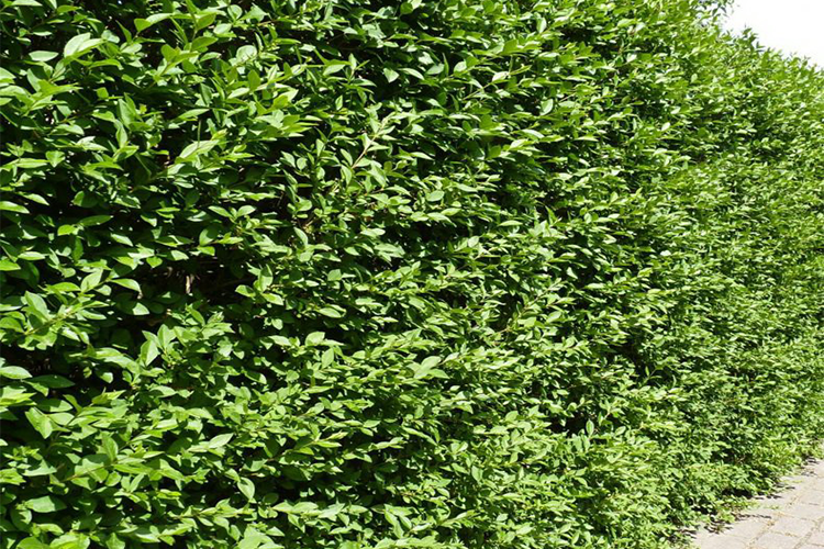 Как выглядит бирючина. Бирючина обыкновенная (ligustrum vulgare). бирючина атровиренс. бирючина обыкновенная атровиренс. бирючина обыкновенная ауреум.