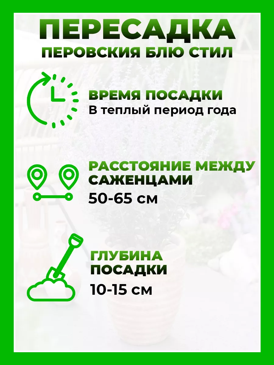 Перовския лебедолистная Блю Стил