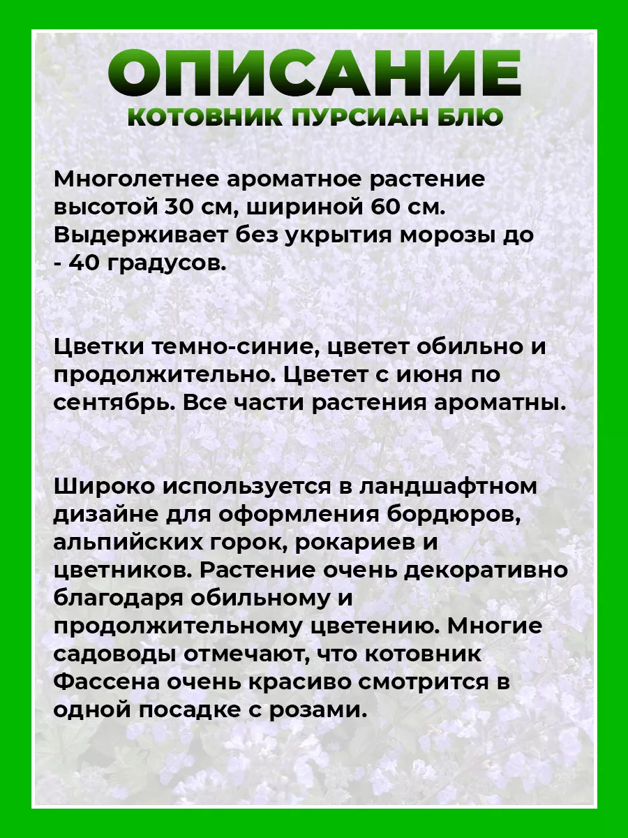 Котовник Фассена Пурсиан Блю