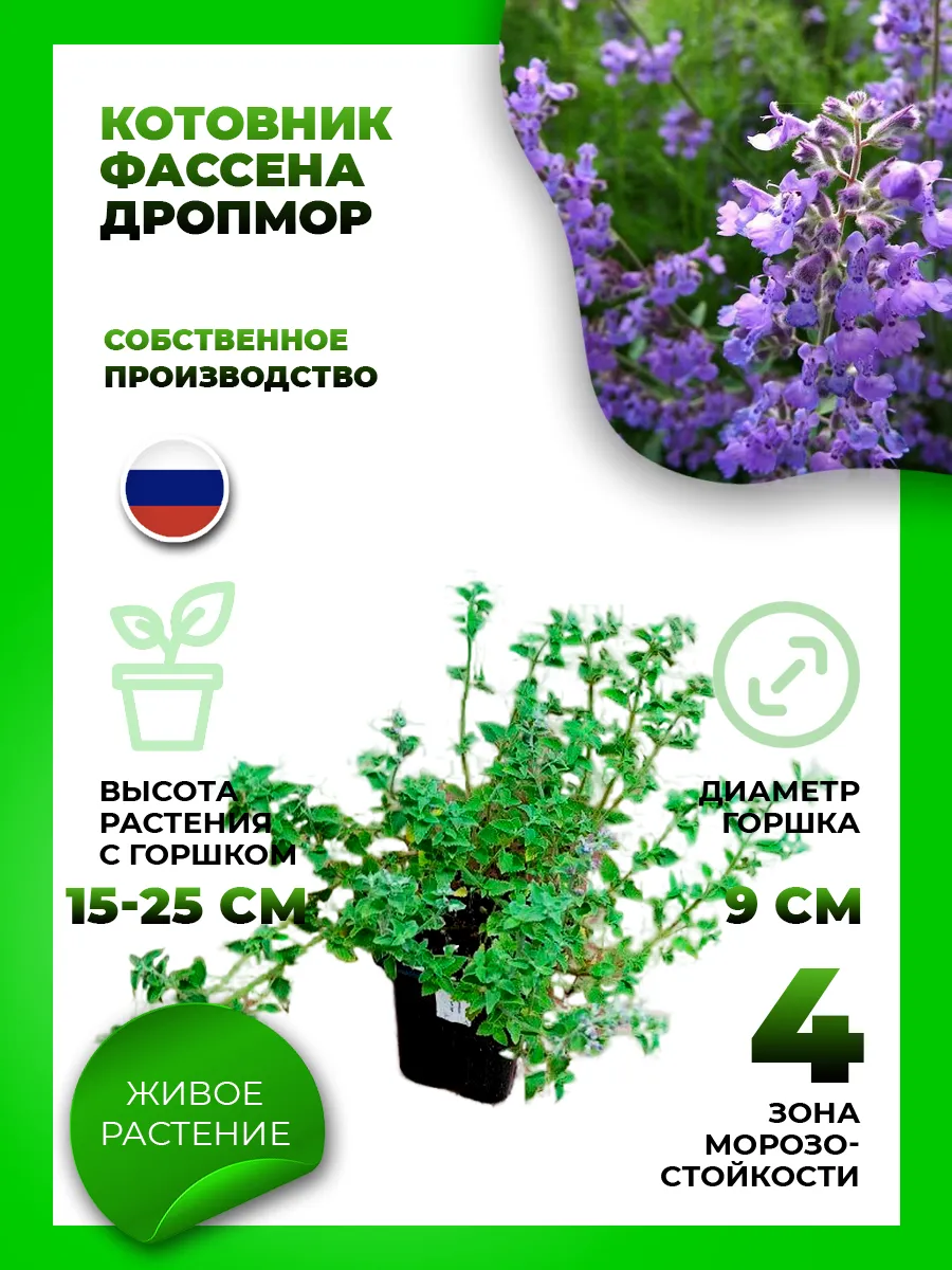 Котовник Фассена Дропмор