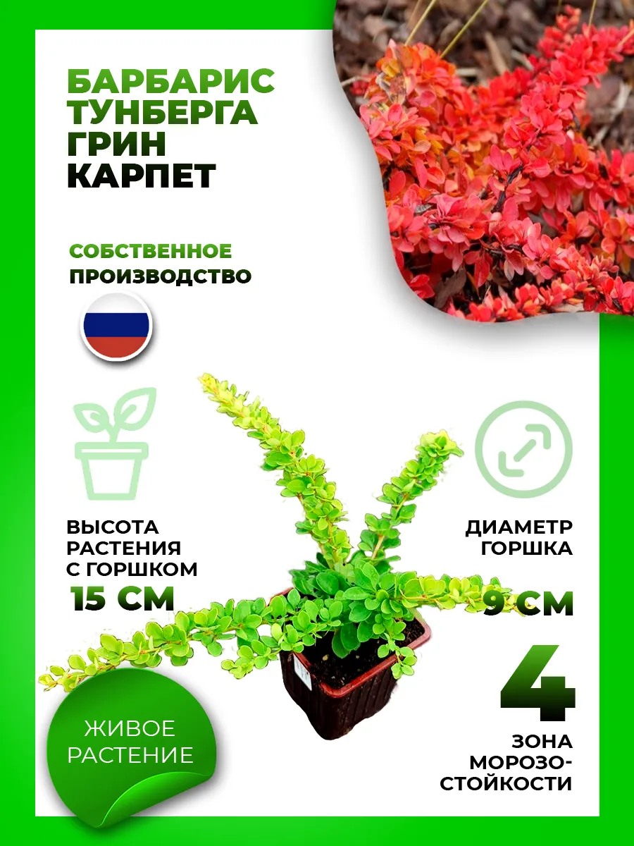 Барбарис Тунберга Грин Карпет