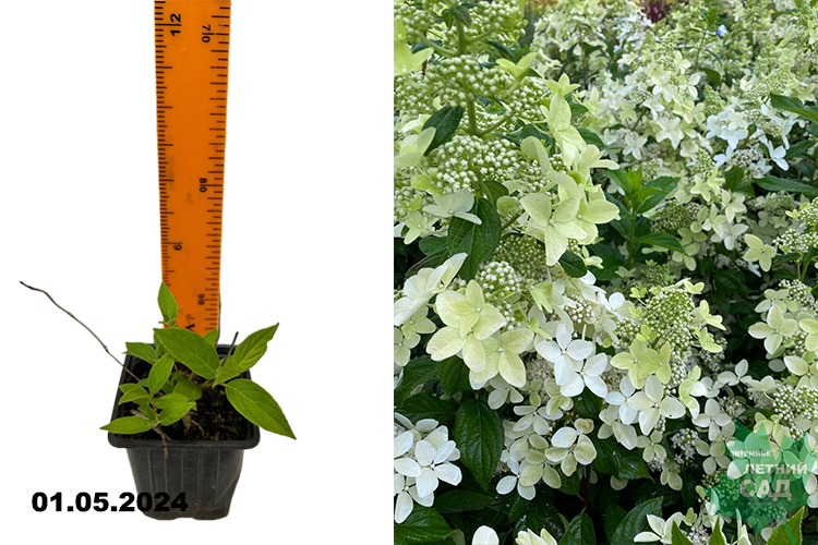 Гортензия метельчатая Конфетти (Hydrangea paniculata Confetti) Р9 ...