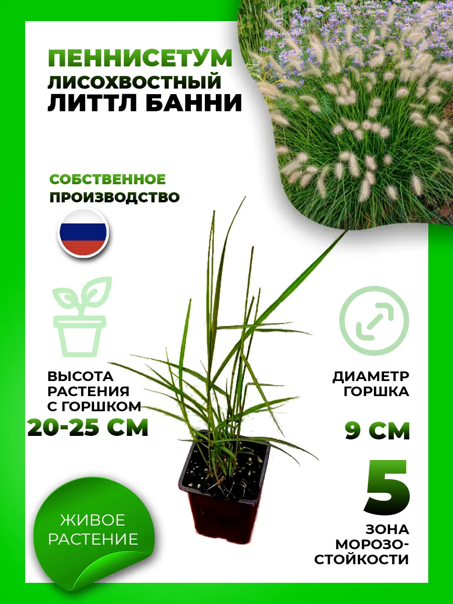 Пеннисетум лисохвостный Литтл Банни