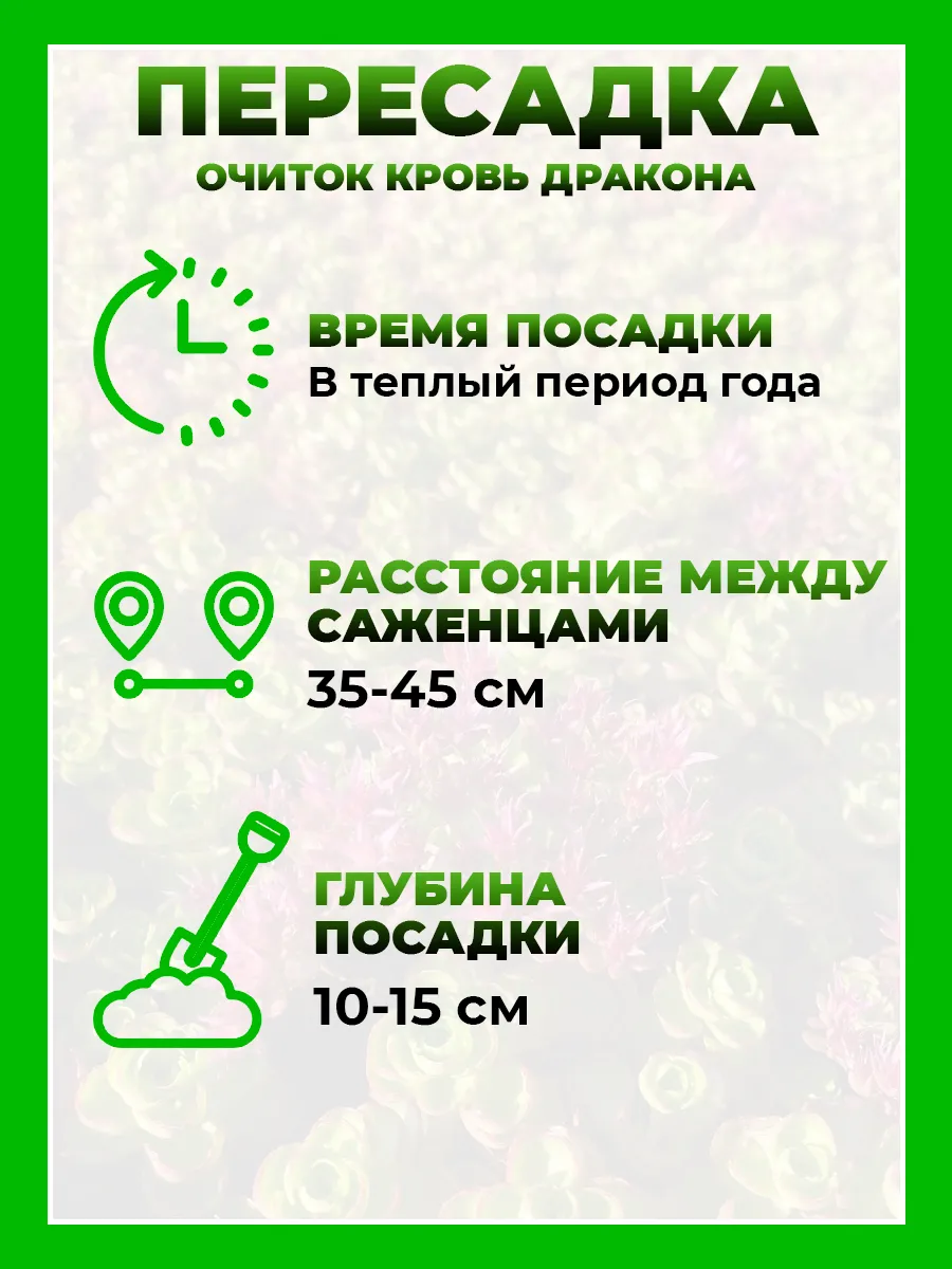 Очиток ложный Кровь Дракона