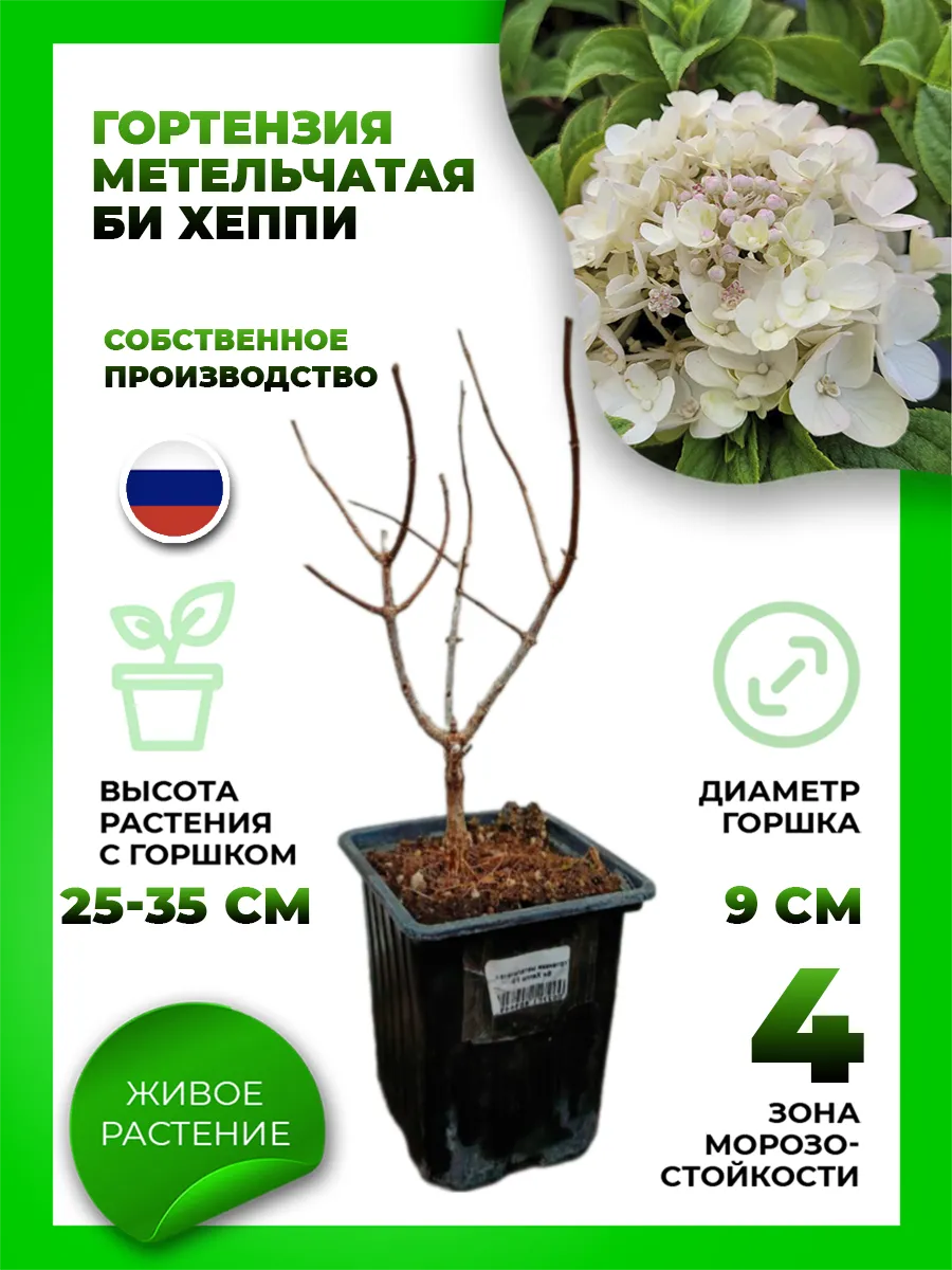 Гортензия метельчатая Би Хэппи