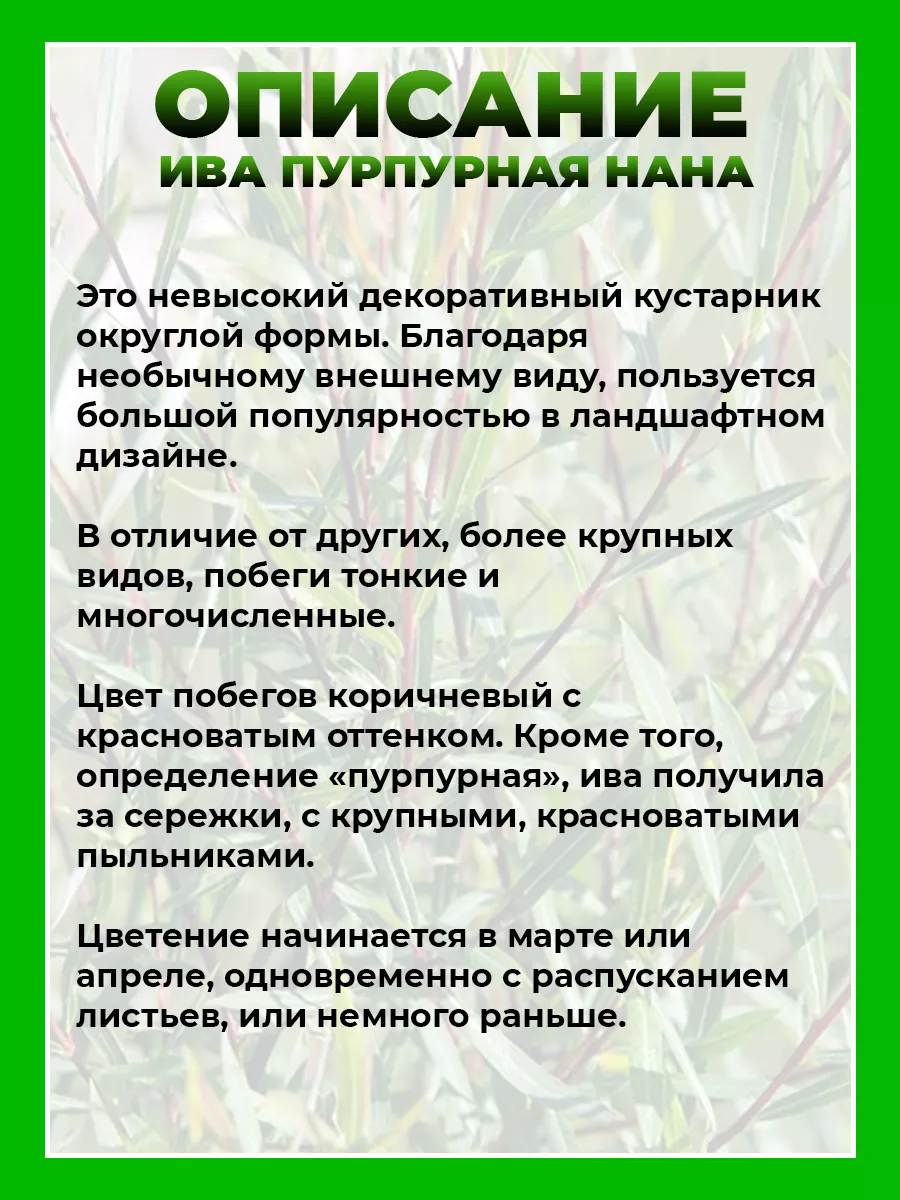Ива пурпурная Нана
