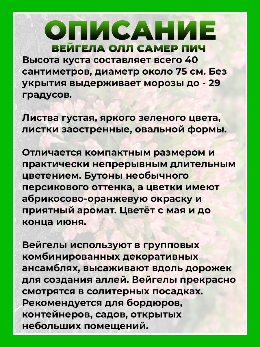 Вейгела цветущая Олл Саммер Пич