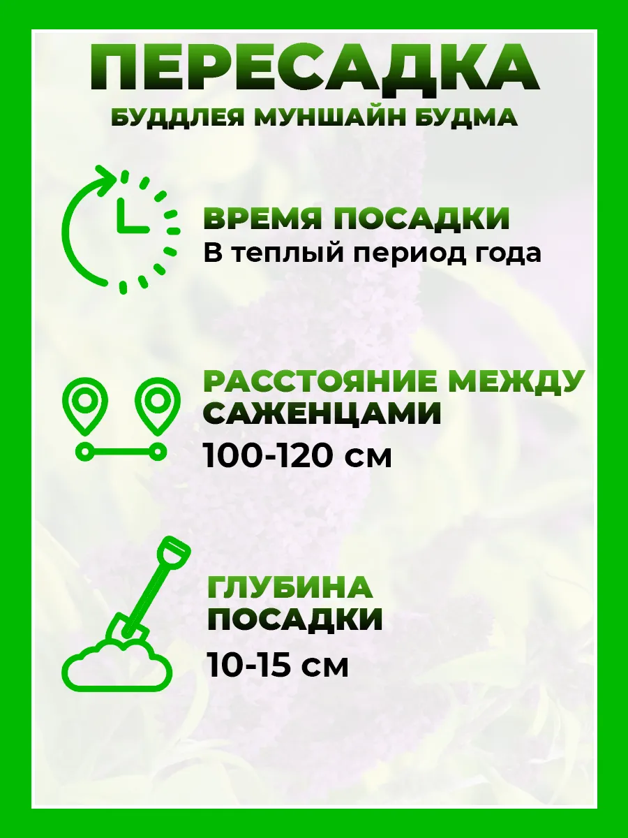 Буддлея Давида Муншайн Будма