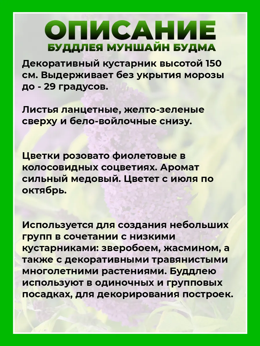 Буддлея Давида Муншайн Будма