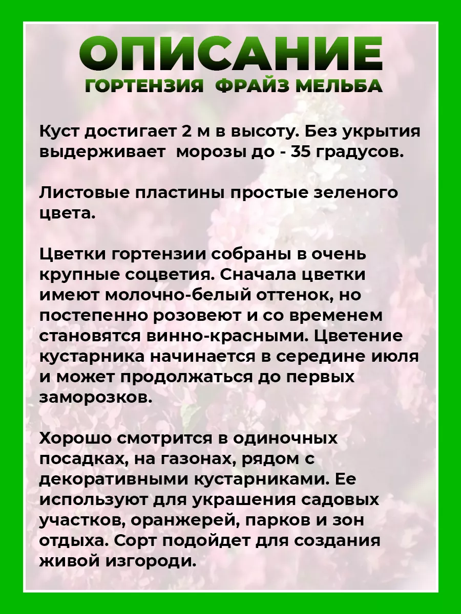 Гортензия метельчатая Фрайз Мельба