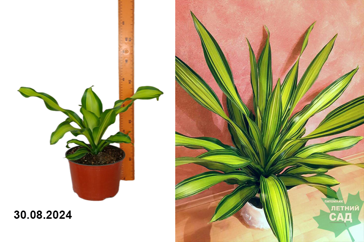 (Dracaena Charley) 19