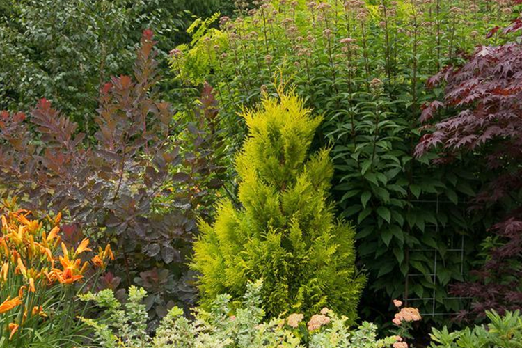Туя складчатая Форевер Голди (Thuja plicata Forever Goldy) C7,5 ...