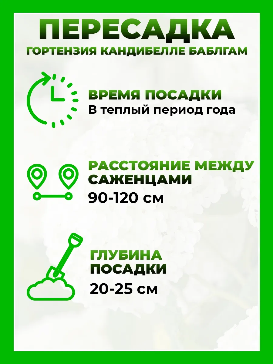 Гортензия древовидная Кандибелле Баблгам