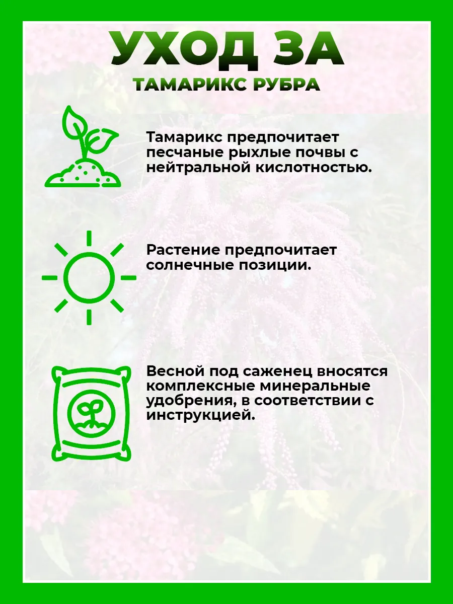 Тамарикс (Гребенщик) ветвистый Рубра