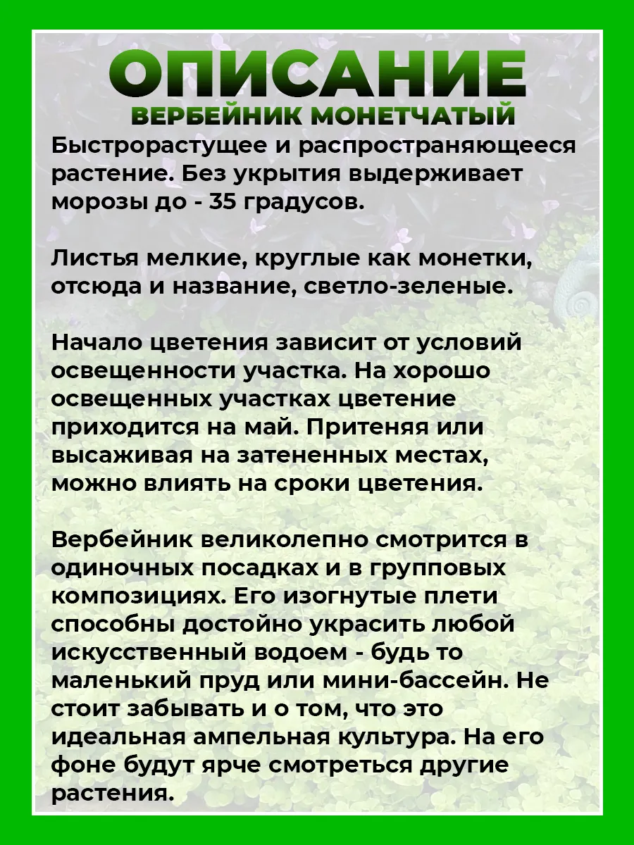 Вербейник монетчатый