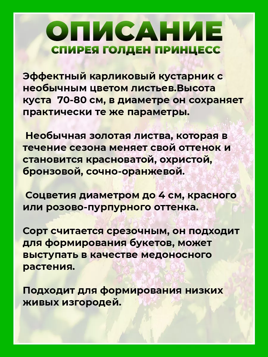 Спирея японская Голден Принцесс